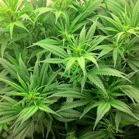 Lemon Zkittles Dutch Passion 1 growlog timeline photo