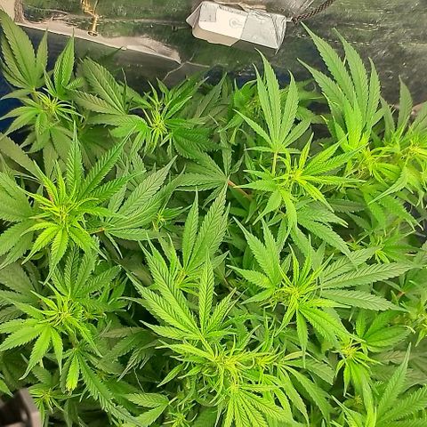 Lemon Zkittles Dutch Passion 1 growlog timeline photo