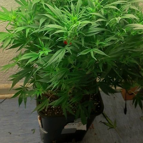 Lemon Zkittles Dutch Passion 1 growlog timeline photo
