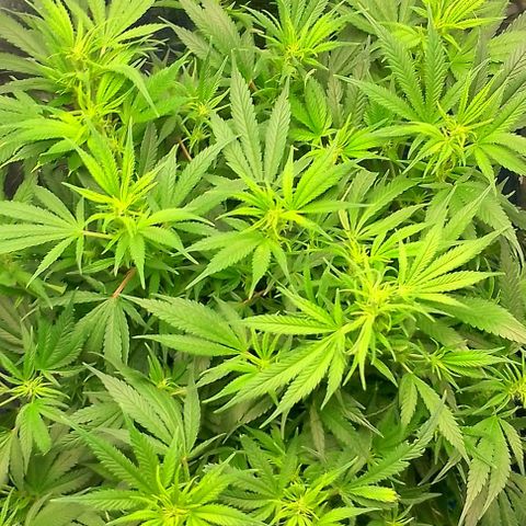 Lemon Zkittles Dutch Passion 1 growlog timeline photo