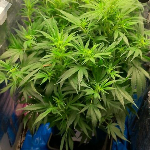 Lemon Zkittles Dutch Passion 1 growlog timeline photo