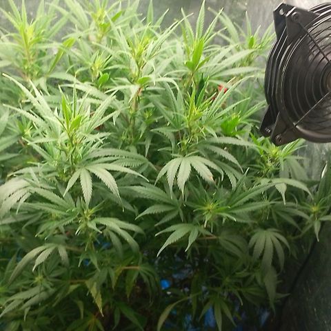 Lemon Zkittles Dutch Passion 1 growlog timeline photo