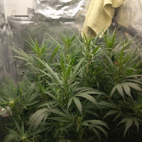 Lemon Zkittles Dutch Passion 1 growlog timeline photo