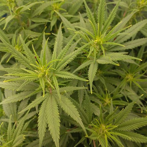 Lemon Zkittles Dutch Passion 1 growlog timeline photo