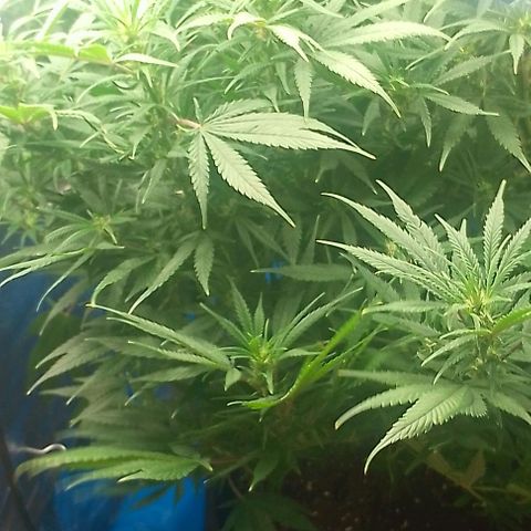 Lemon Zkittles Dutch Passion 1 growlog photo: Blüte Woche 4
