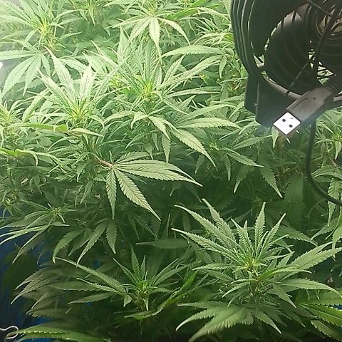 Lemon Zkittles Dutch Passion 1 growlog photo: Blüte Woche 4