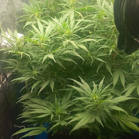 Lemon Zkittles Dutch Passion 1 growlog photo: Blüte Woche 4