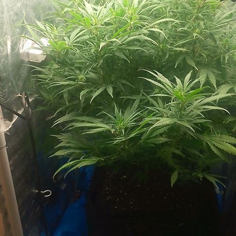Lemon Zkittles Dutch Passion 1 growlog photo: Blüte Woche 4