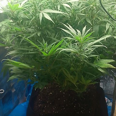 Lemon Zkittles Dutch Passion 1 growlog photo: Blüte Woche 4
