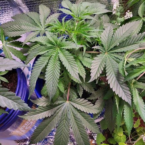 Frankhazestein growlog photo: 23"