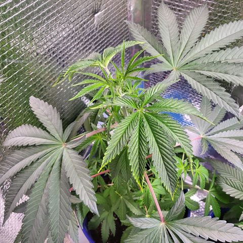 Frankhazestein growlog photo: 23"