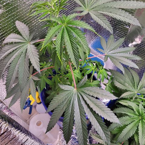 Frankhazestein growlog photo: 23"
