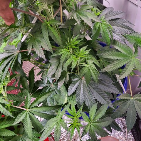 Frankhazestein growlog photo: 23"