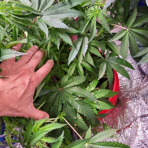 Frankhazestein growlog photo: 23"