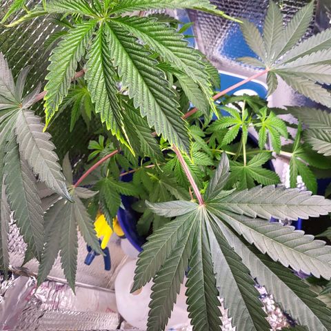 Frankhazestein growlog photo: 23"