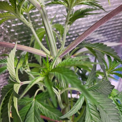 Frankhazestein growlog photo: 23"