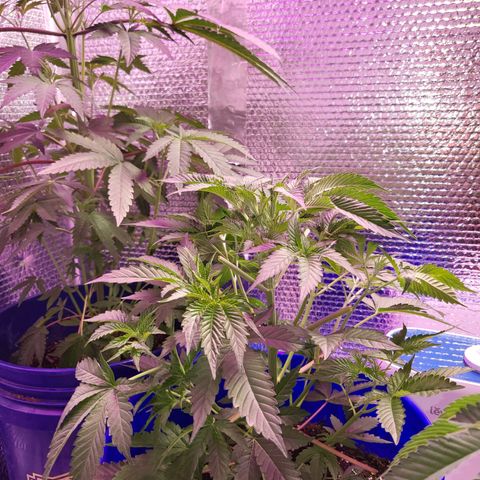 Frankhazestein growlog timeline photo