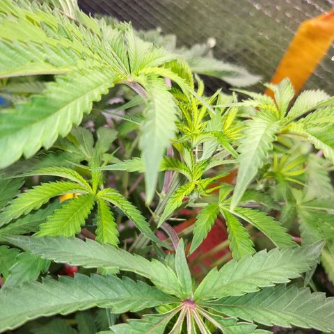 Frankhazestein growlog timeline photo