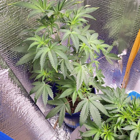 Frankhazestein growlog timeline photo