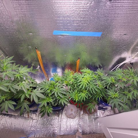 Frankhazestein growlog timeline photo