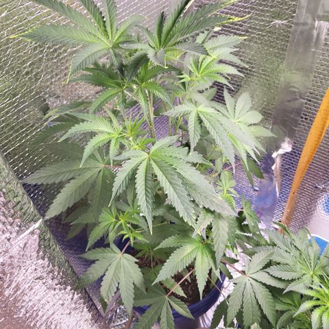 Frankhazestein growlog timeline photo