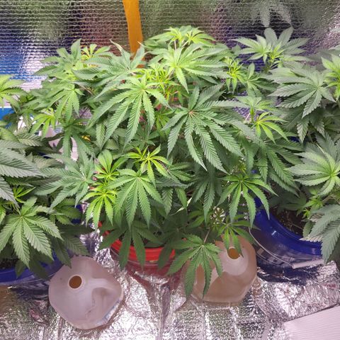 Frankhazestein growlog timeline photo