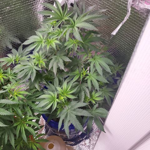 Frankhazestein growlog timeline photo