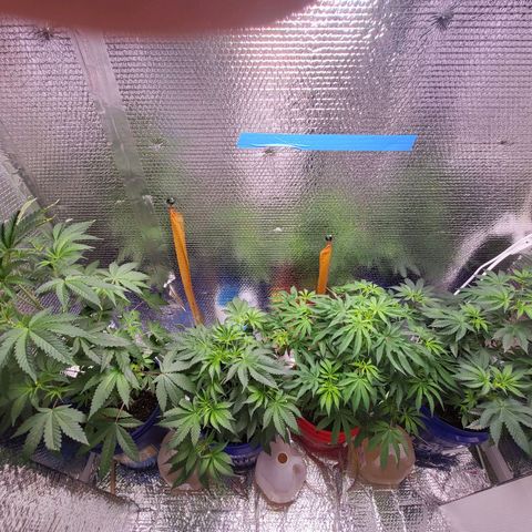 Frankhazestein growlog timeline photo