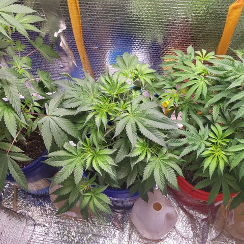 Frankhazestein growlog timeline photo