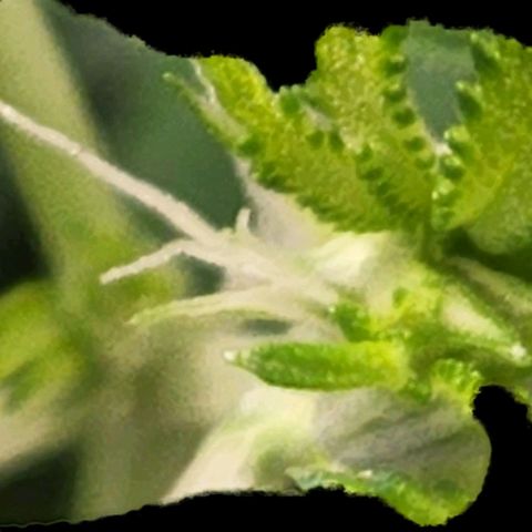 Frankhazestein growlog timeline photo