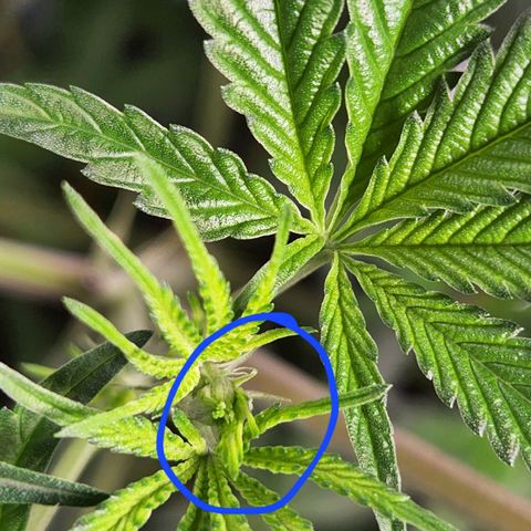 Frankhazestein growlog timeline photo