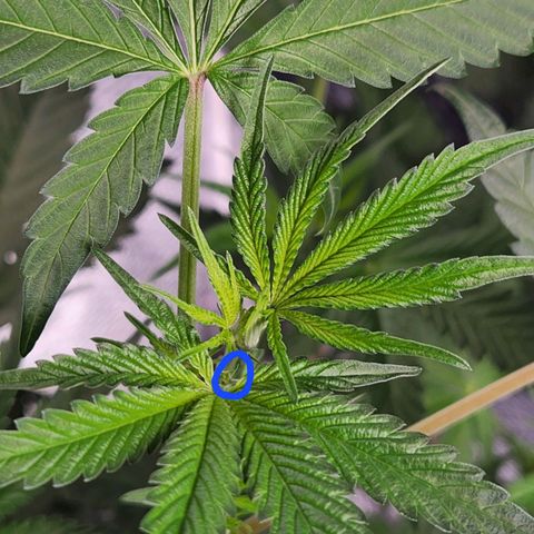 Frankhazestein growlog timeline photo