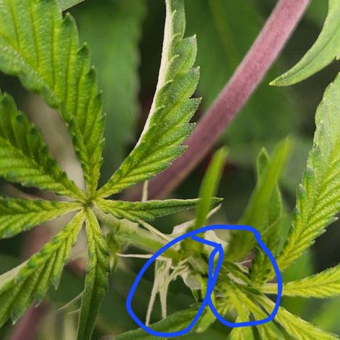 Frankhazestein growlog timeline photo