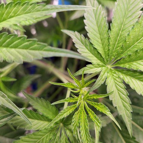 Frankhazestein growlog timeline photo