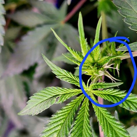Frankhazestein growlog timeline photo