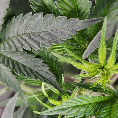 Frankhazestein growlog timeline photo