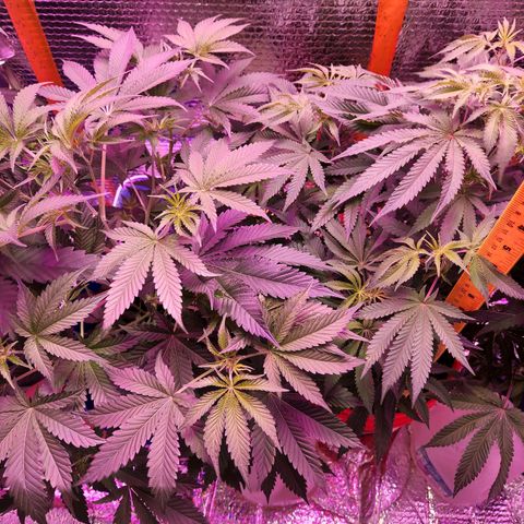 Frankhazestein growlog timeline photo