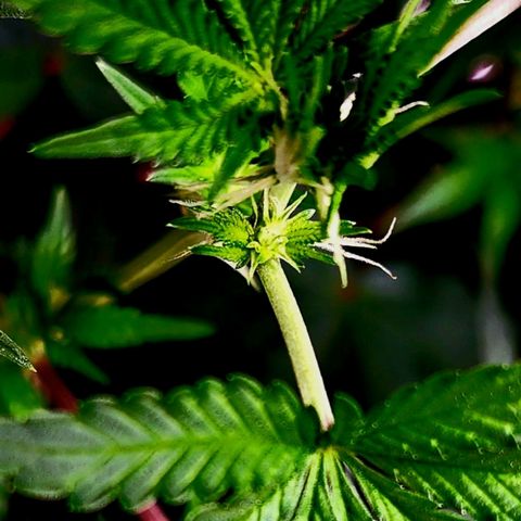 Frankhazestein growlog timeline photo
