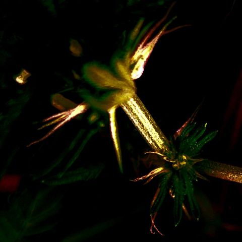 Frankhazestein growlog timeline photo