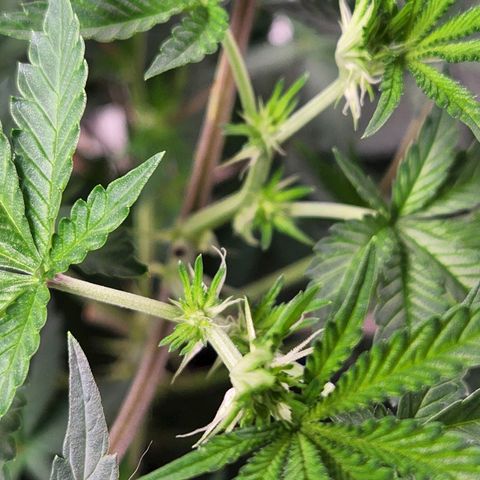 Frankhazestein growlog timeline photo
