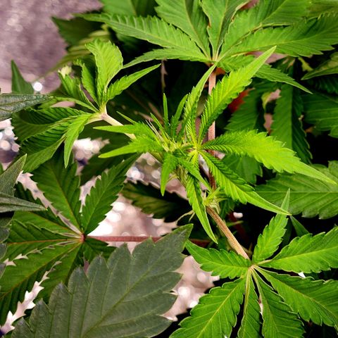 Frankhazestein growlog timeline photo
