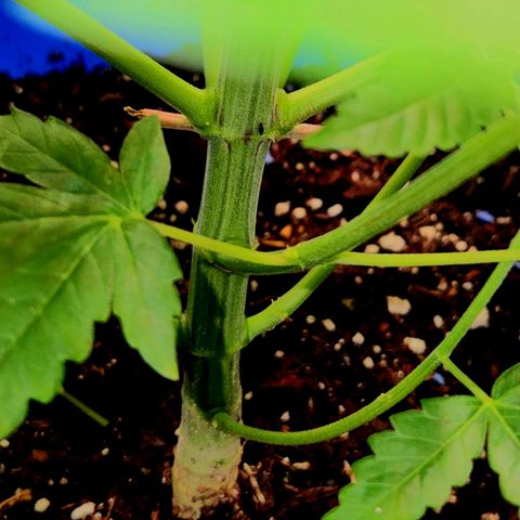 Frankhazestein growlog timeline photo