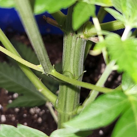 Frankhazestein growlog timeline photo