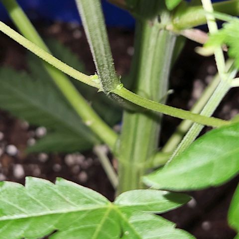 Frankhazestein growlog timeline photo