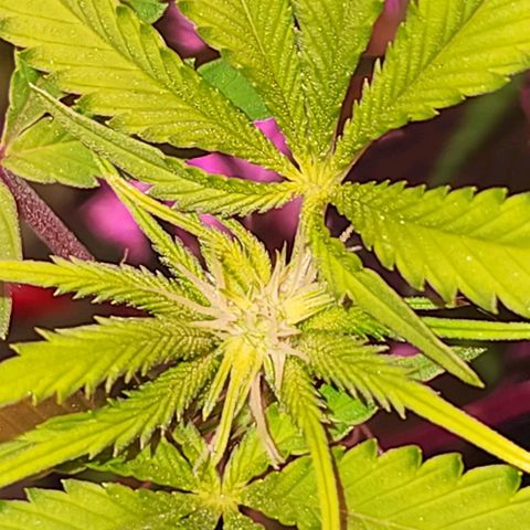 Frankhazestein growlog timeline photo