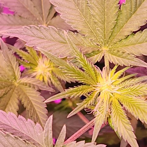 Frankhazestein growlog timeline photo