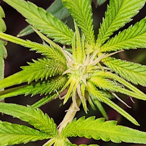 Frankhazestein growlog timeline photo