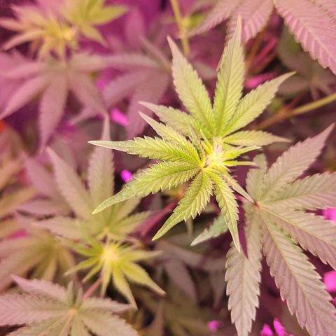 Frankhazestein growlog timeline photo
