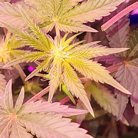 Frankhazestein growlog timeline photo