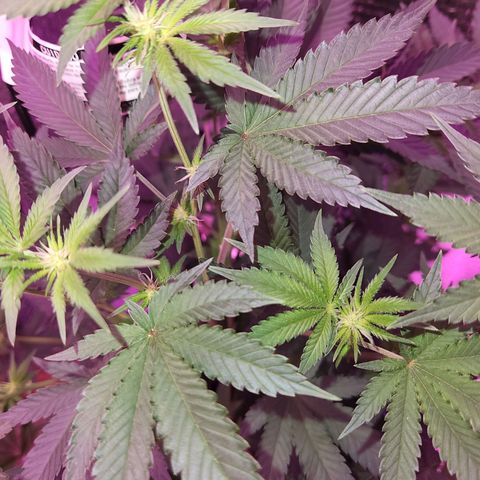 Frankhazestein growlog timeline photo